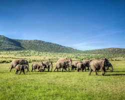 Massai Mara National Park
