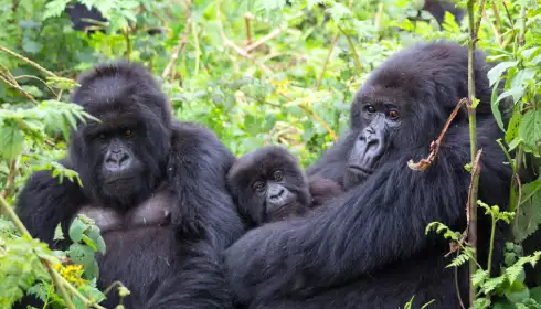 Gorilla Trekking 