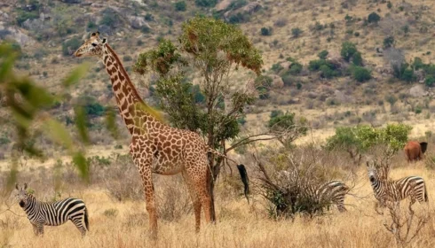 Great Migration at Masai