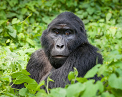 Chimpanzees Safari